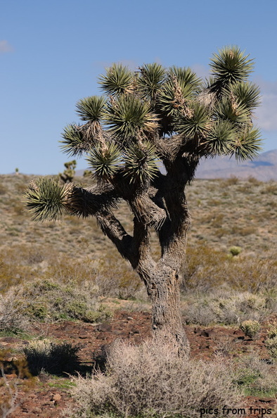 Joshua Tree2010d12c014.jpg